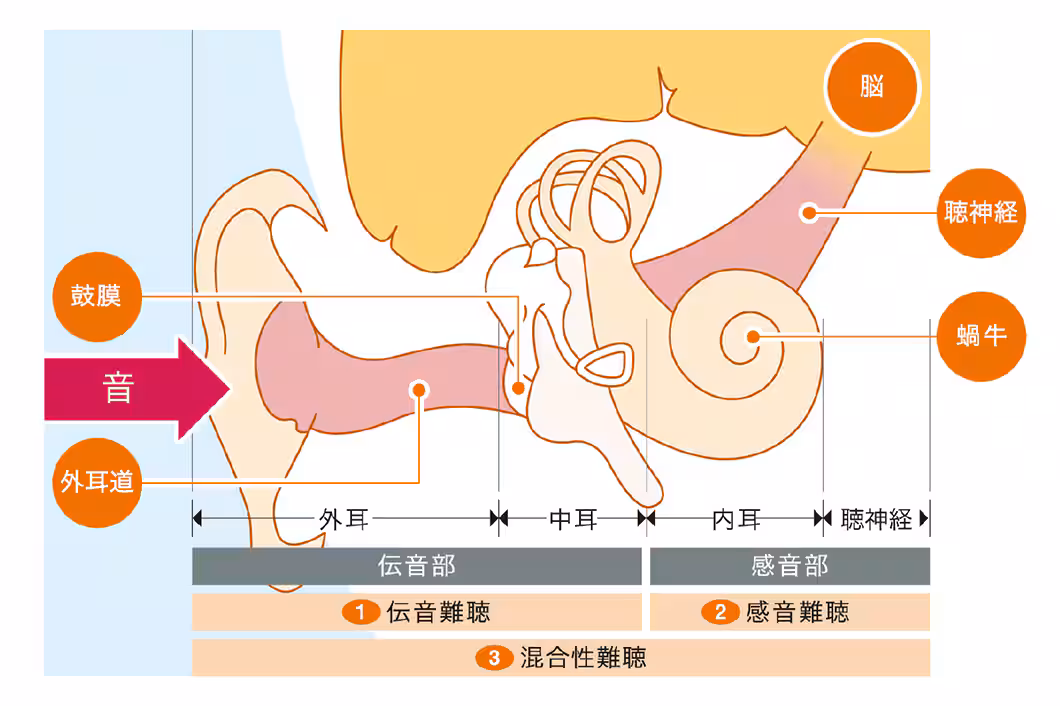 耳の構造図