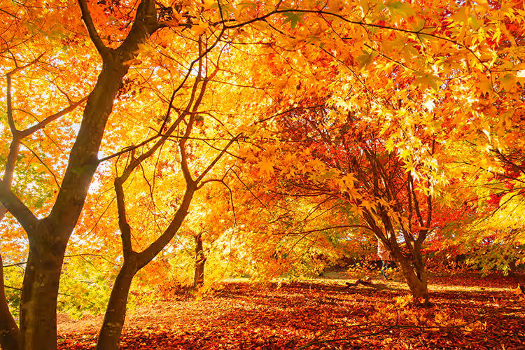 紅葉