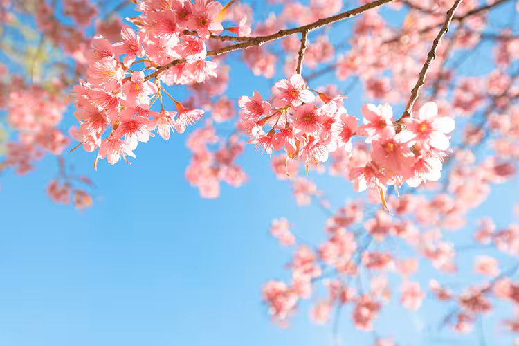 桜
