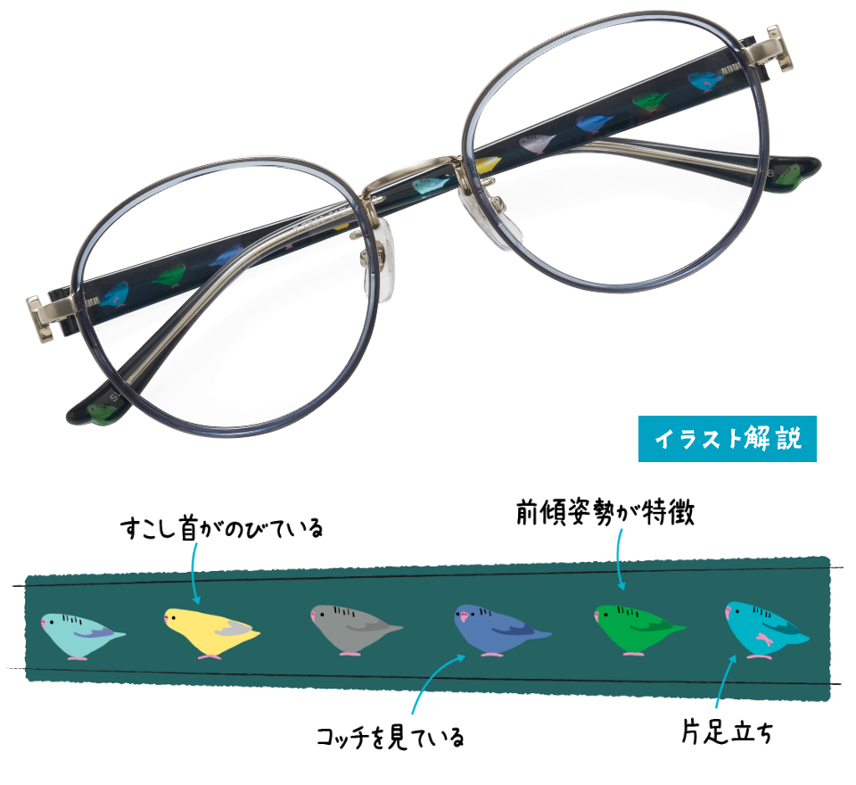 サザナミインコ