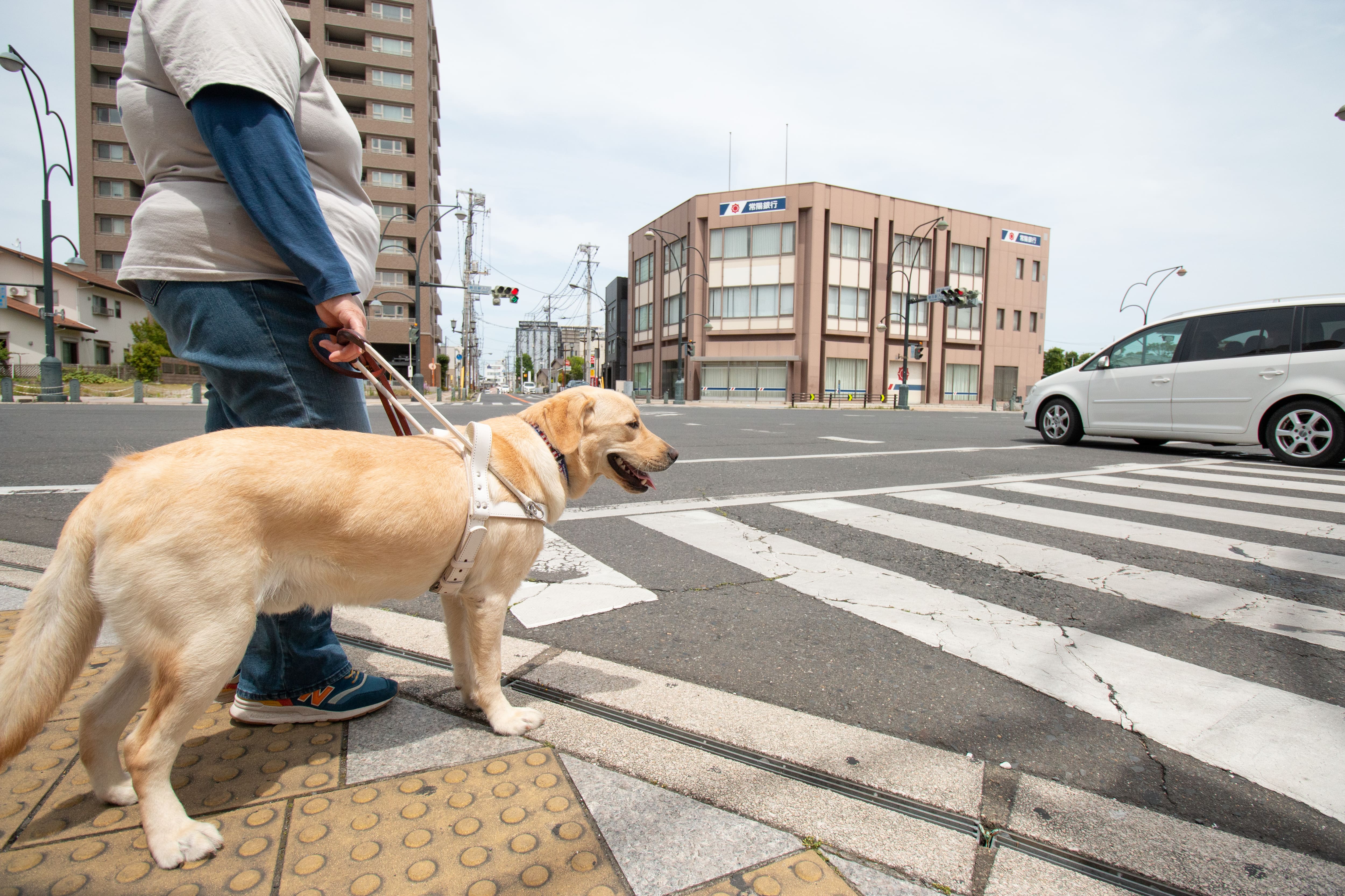 盲導犬デモンストレーションの様子
