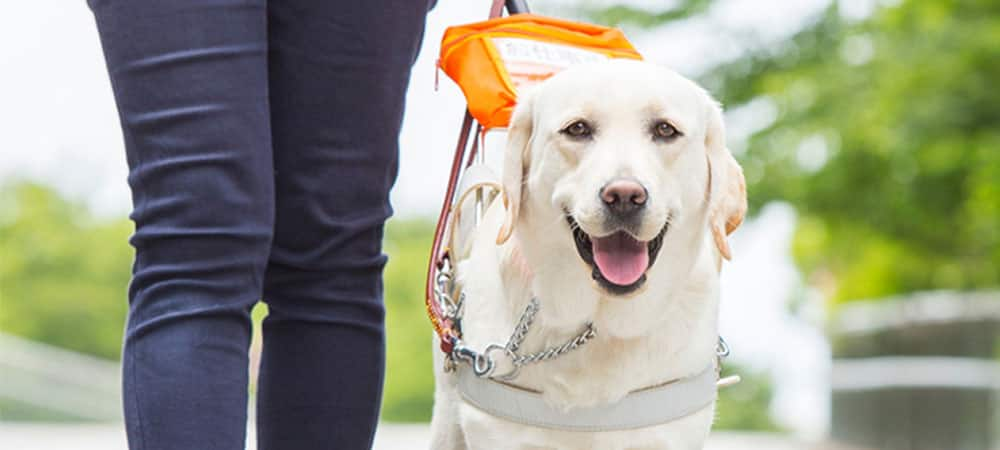 盲導犬や白杖での歩行指導を無償で行っています