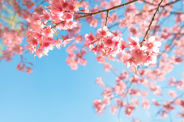 桜